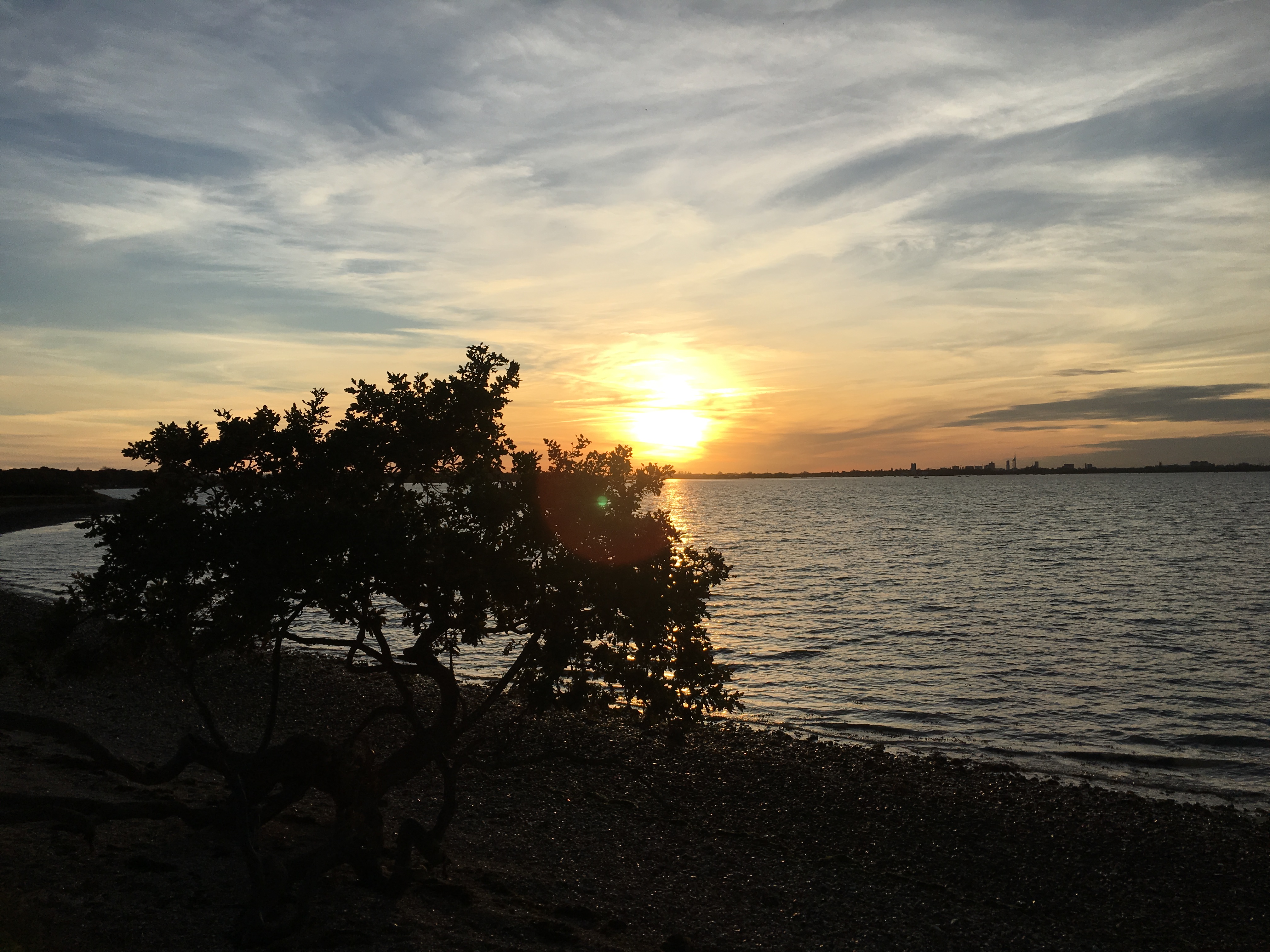 Sunset tree