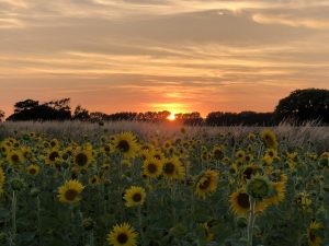 Sunflower Sunset poster