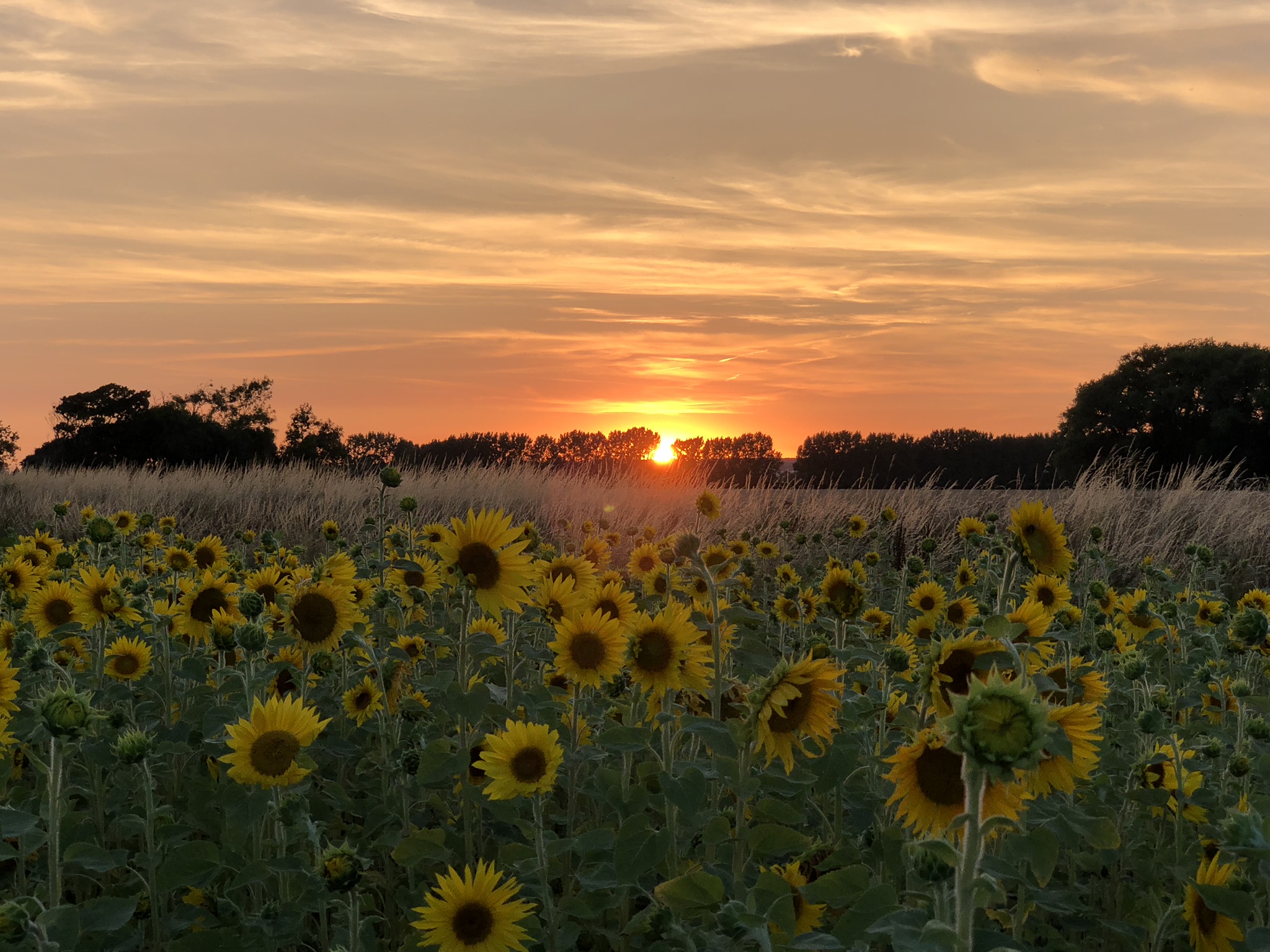 Sunflower Sunset