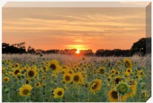 Sunflower Sunset canvas